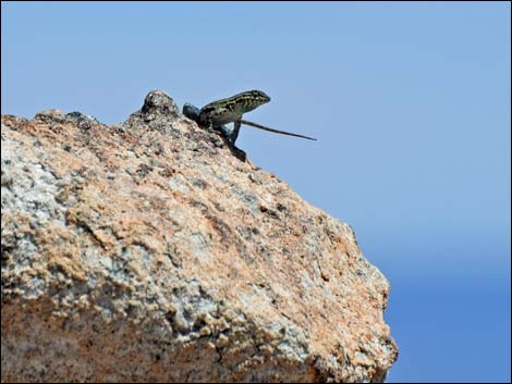 Jumbo Springs Wilderness Area