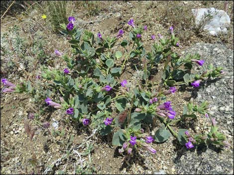 Jumbo Springs Wilderness Area