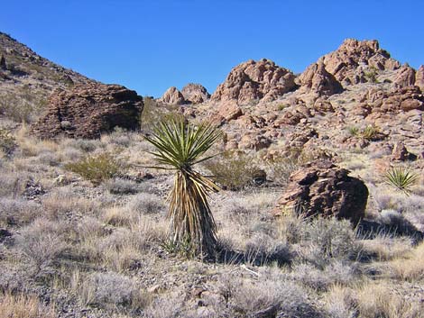 North McCullough Wilderness Area