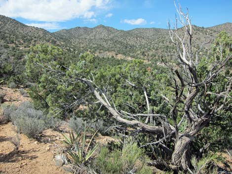 South McCullough Wilderness Area