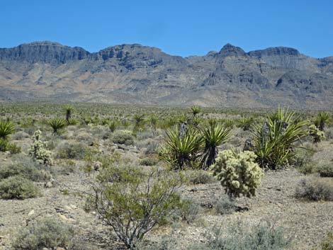 Meadow Valley Range Wilderness Area