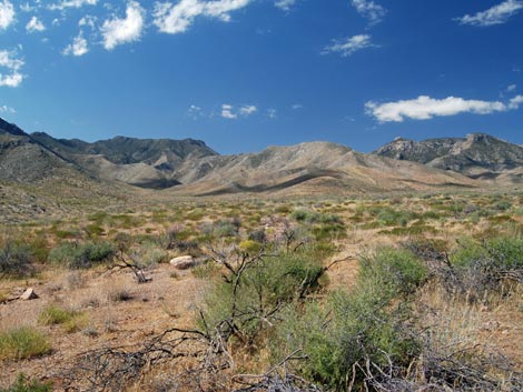 Mormon Mountains Wilderness Area