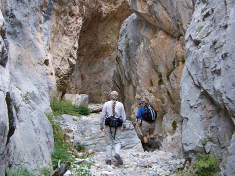 Mt. Charleston Wilderness Area