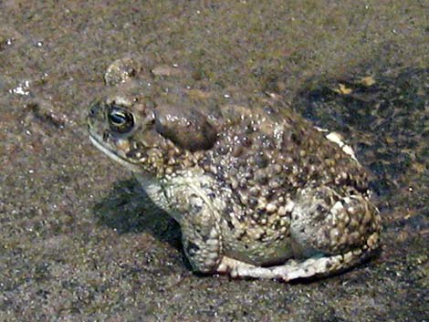 Arizona Toad (Anaxyrus microscaphus)