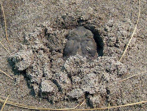 Arizona Toad (Anaxyrus microscaphus)