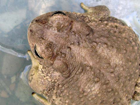 Arizona Toad (Anaxyrus microscaphus)