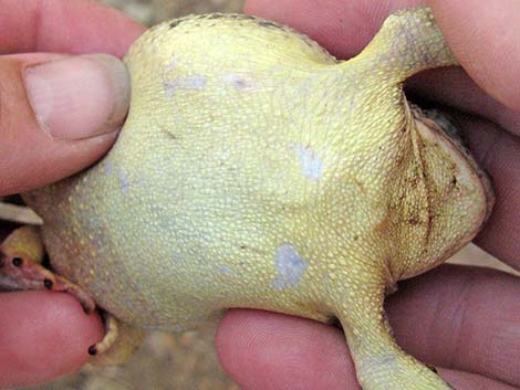 Arizona Toad (Anaxyrus microscaphus)