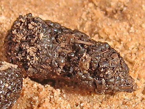 Red-spotted Toad (Anaxyrus punctatus)