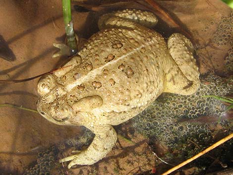 Woodhouse's Toad (Anaxyrus woodhousei)