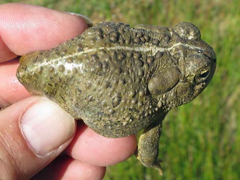 Woodhouse's Toad (Bufo woodhousii)