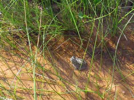 Woodhouse's Toad (Bufo woodhousii)