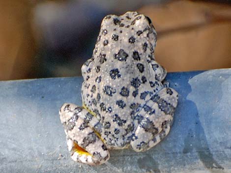 Canyon Treefrog (Hyla arenicolor)