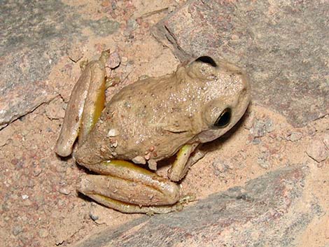 Canyon Treefrog (Hyla arenicolor)