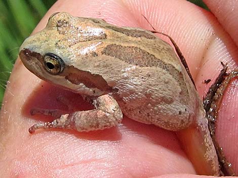 Baja California Treefrog (Pseudacris hypochondriaca)