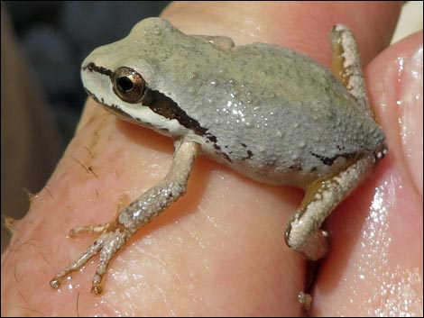 Baja California Treefrog (Pseudacris hypochondriaca)