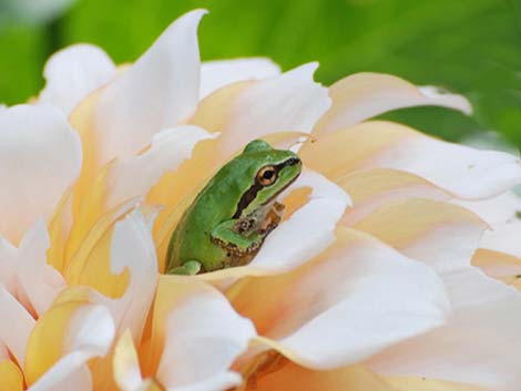 Northern Pacific Treefrog (Pseudacris regilla)