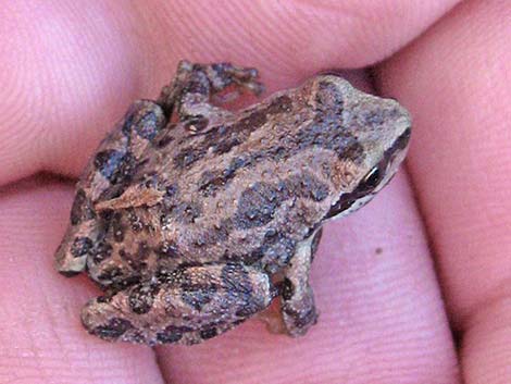 Northern Pacific Treefrog (Pseudacris regilla)