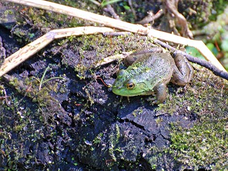 Bullfrog (Lithobates catesbeiana)