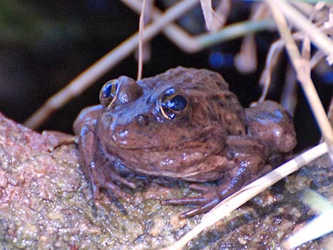 Relict Leopard Frog (Lithobates onca)