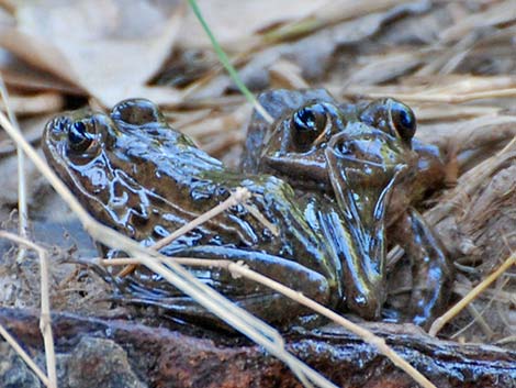 Relict Leopard Frog (Lithobates onca)