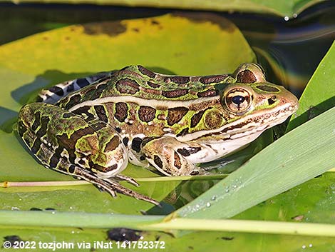 Northern Leopard Frog (Lithobates pipiens)