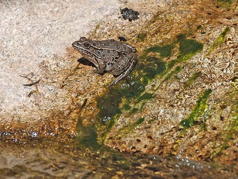 Lowland Leopard Frog (Rana yavapaiensis)