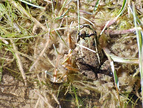 Lowland Leopard Frog (Rana yavapaiensis)