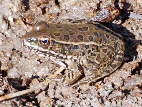 Lowland Leopard Frog (Rana yavapaiensis)