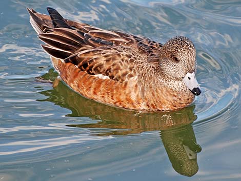 American Wigeon (Anas americana)