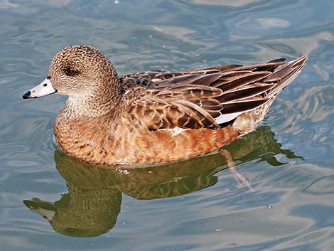 American Wigeon (Anas americana)