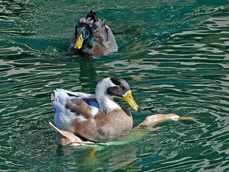 Barnyard Duck (Anas domesticus)