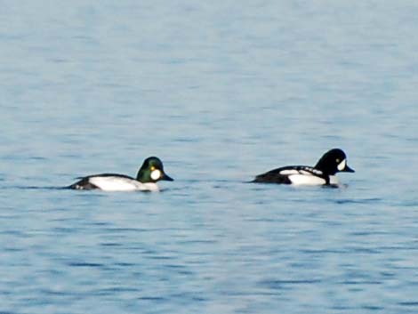 Barrow's Goldeneye (Bucephala islandica)