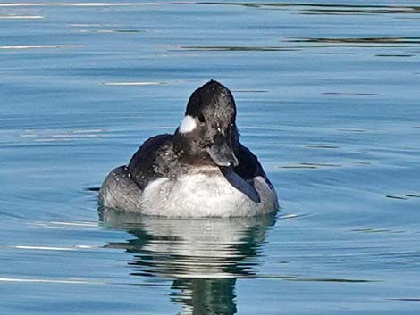 Bufflehead (Bucephala albeola)