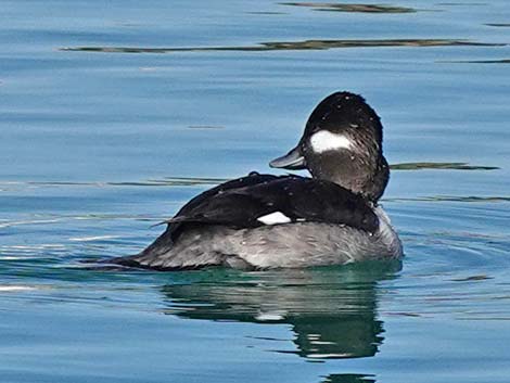 Bufflehead (Bucephala albeola)