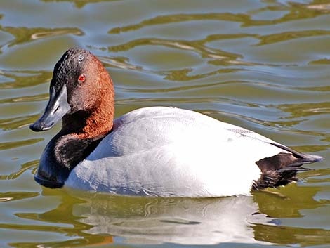 Canvasback (Aythya valisineria)