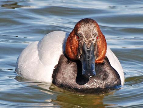 Canvasback (Aythya valisineria)