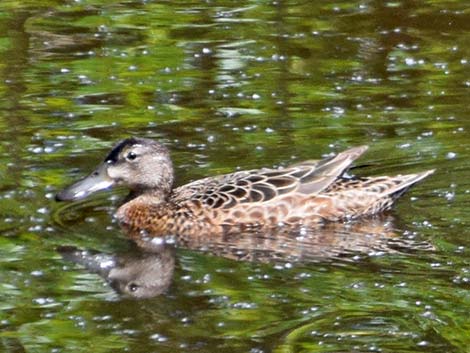 Cinnamon Teal (Anas cyanoptera)