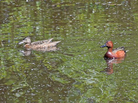 Cinnamon Teal (Anas cyanoptera)