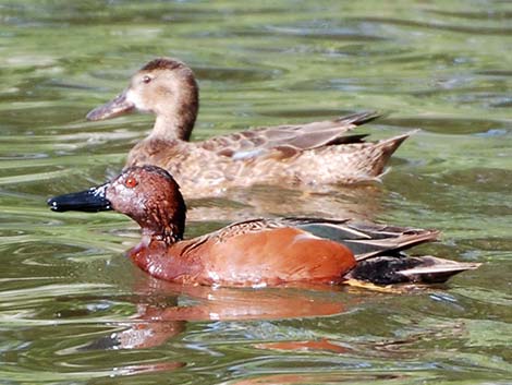 Cinnamon Teal (Anas cyanoptera)