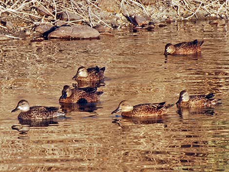 Cinnamon Teal (Anas cyanoptera)