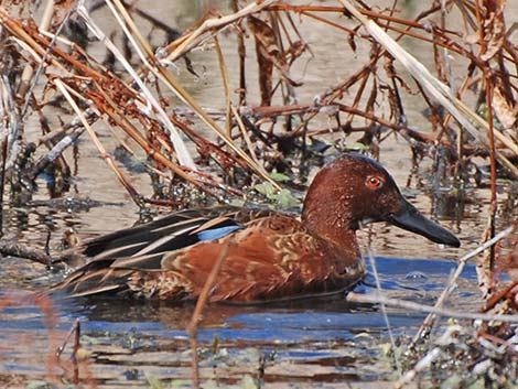 Cinnamon Teal (Anas cyanoptera)