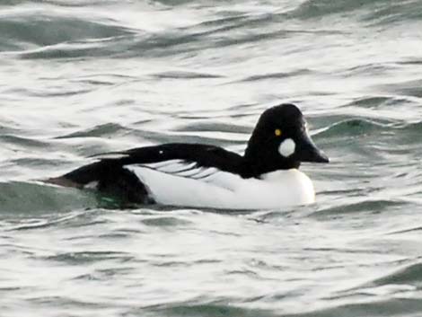 Common Goldeneye (Bucephala clangula)