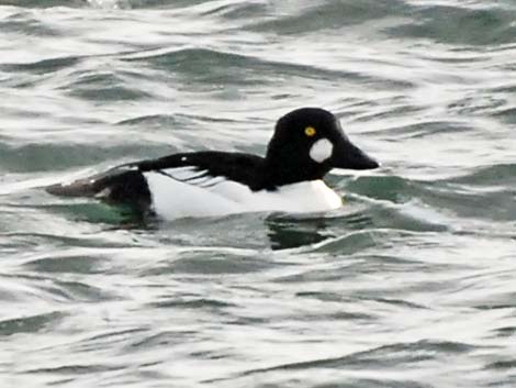 Common Goldeneye (Bucephala clangula)