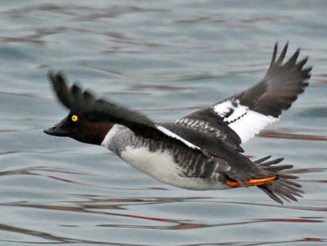 Common Goldeneye (Bucephala clangula)