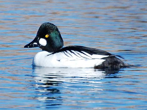 Common Goldeneye (Bucephala clangula)