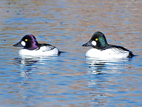 Common Goldeneye (Bucephala clangula)