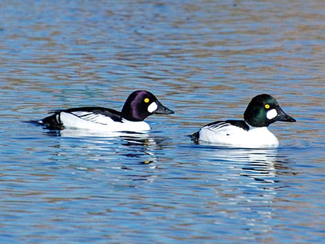 Common Goldeneye (Bucephala clangula)