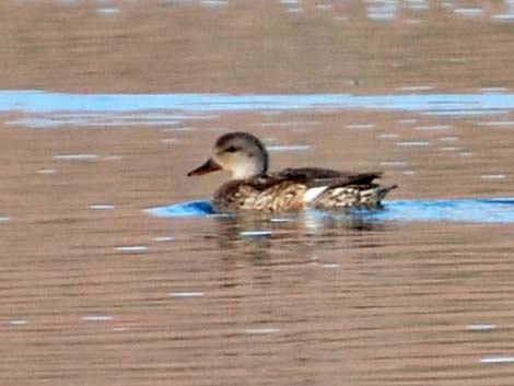 Gadwall (Anas strepera)