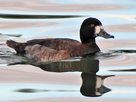 Greater Scaup (Aythya marila)