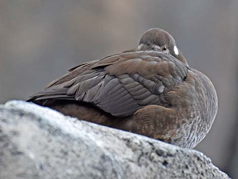 Harlequin Duck (Histrionicus histrionicus)